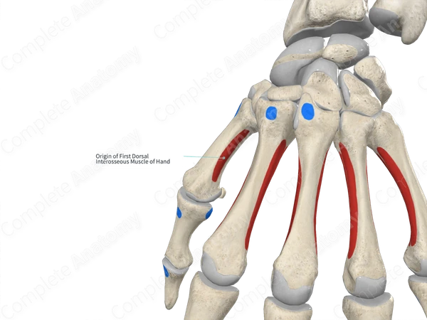 Origin of First Dorsal Interosseous Muscle of Hand | Complete Anatomy