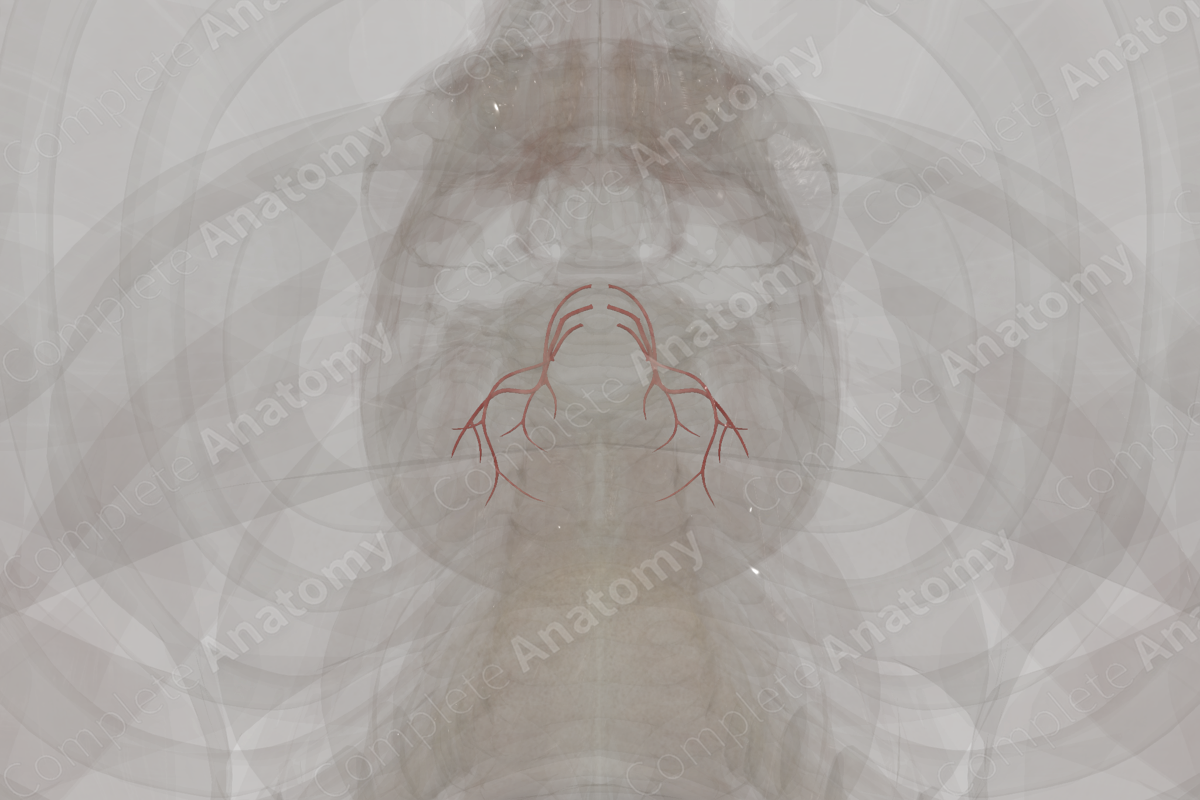 Arteries of Cerebellum