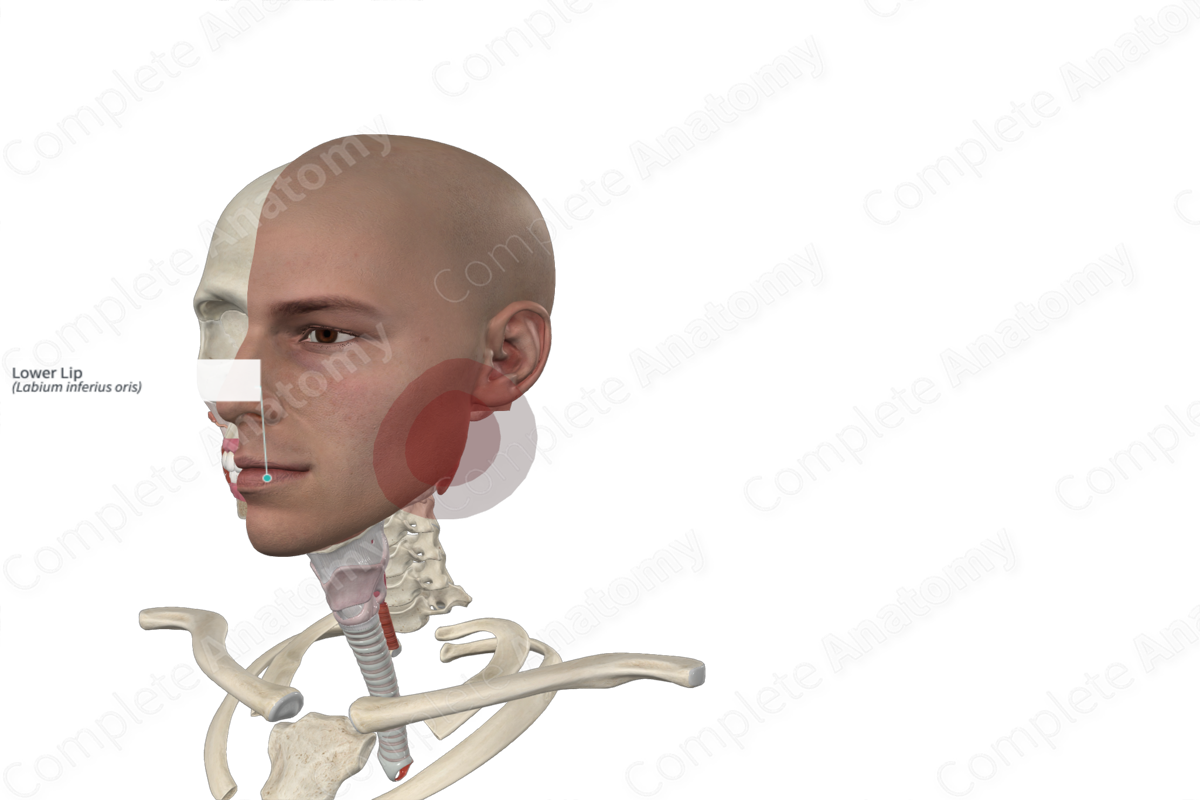 Lower Lip Complete Anatomy