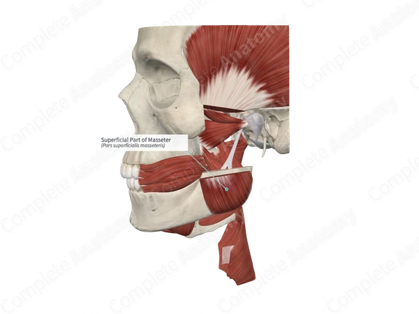 Superficial Part of Masseter 