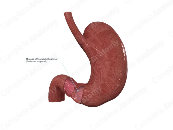 Mucosa of Stomach (Posterior)