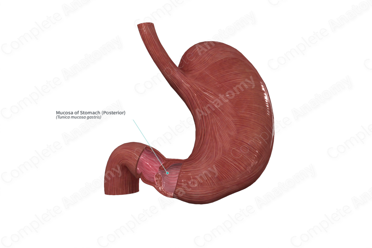 Mucosa of Stomach (Posterior)