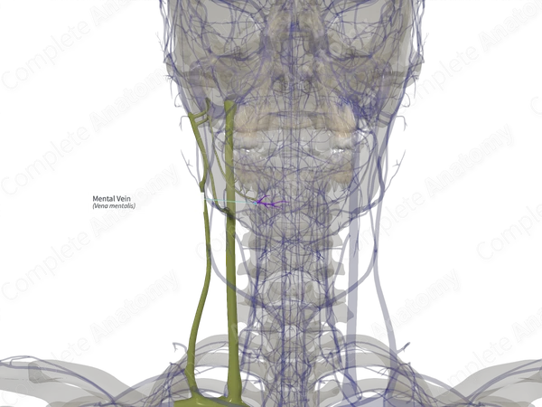 Mental Vein (Left)