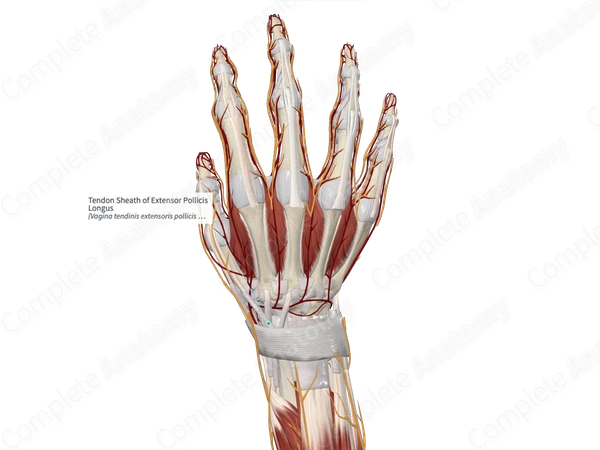Tendon Sheath of Extensor Pollicis Longus
