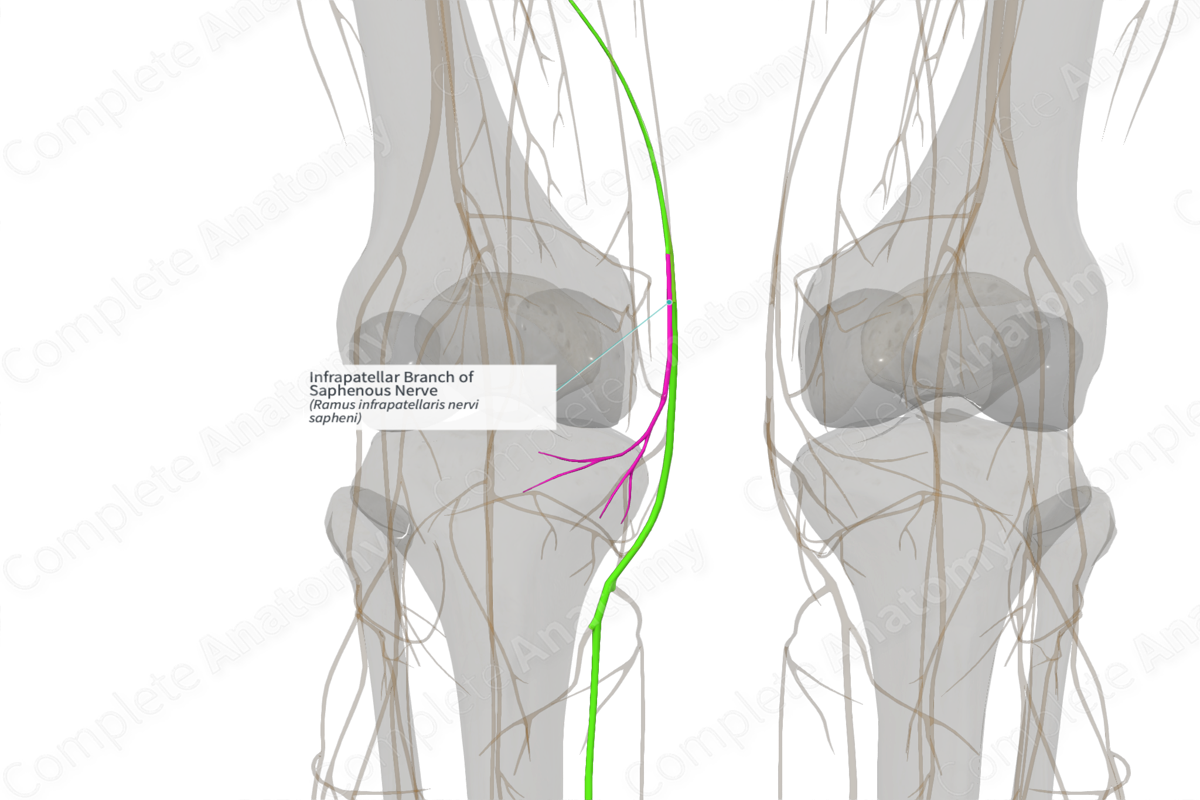 Infrapatellar Branch of Saphenous Nerve (Right)