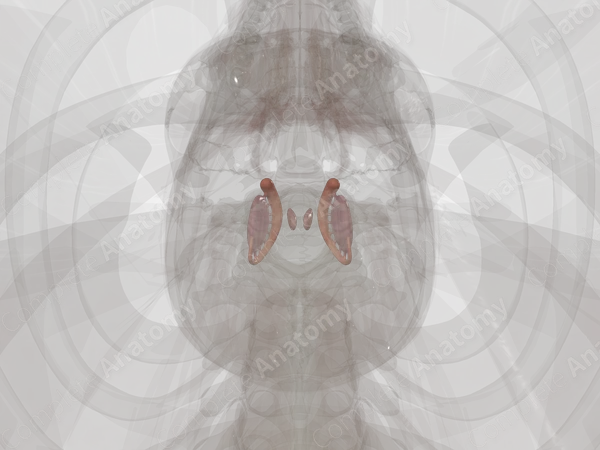 Corpus Striatum
