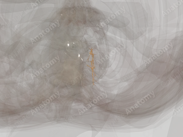 Lateral Branches of Posterior Rami of Cervical Nerves (Left)