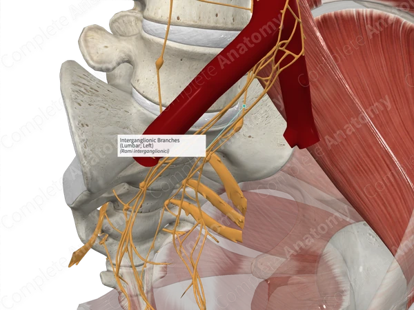 Interganglionic Branches (Lumbar; Left)