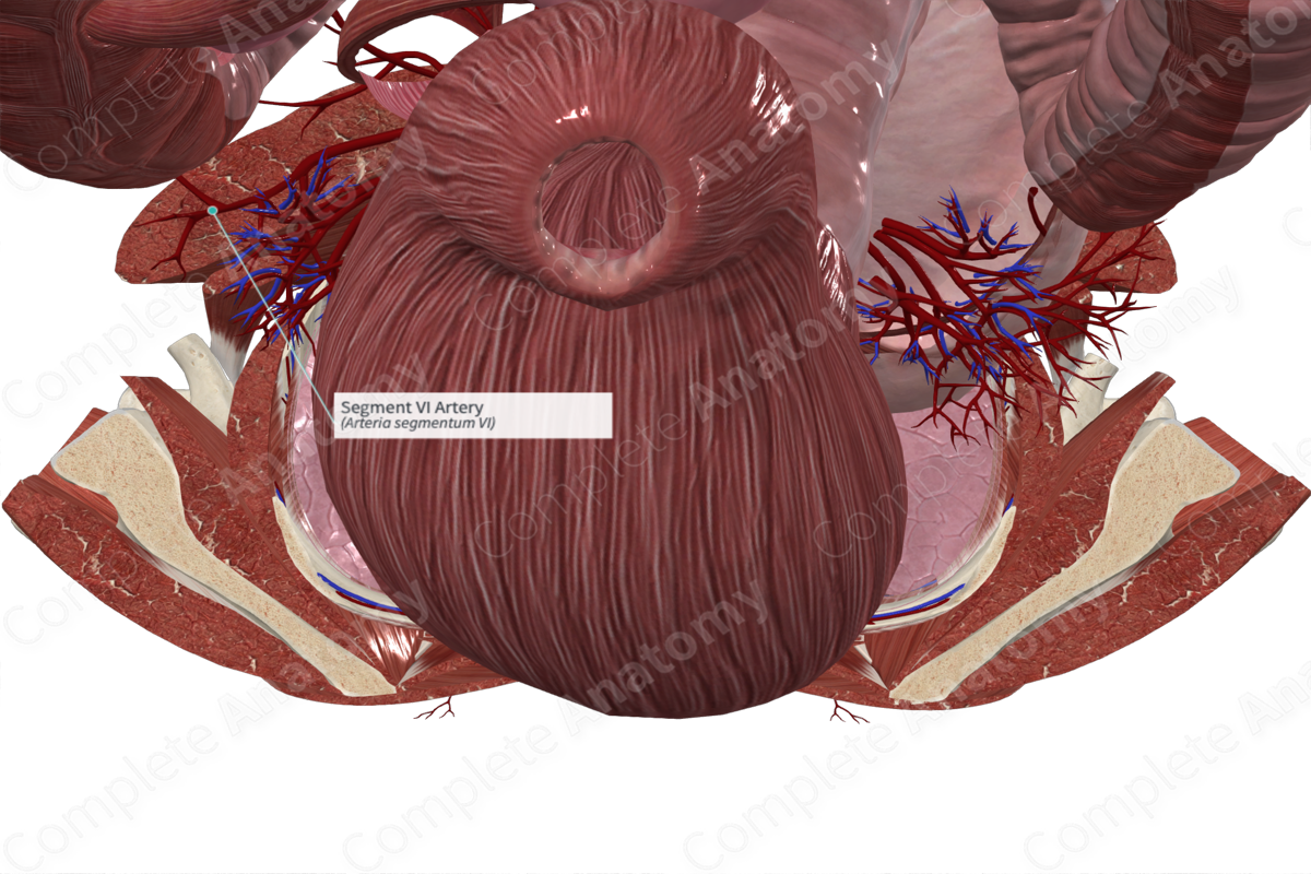 Segment VI Artery