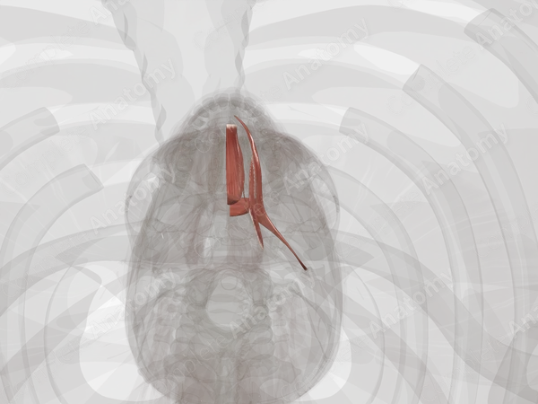 Extrinsic Muscles of Tongue (Left)