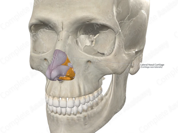 Lateral Nasal Cartilage