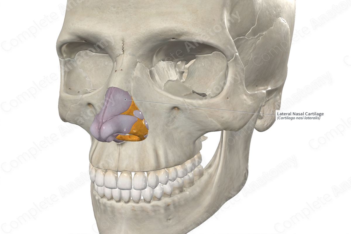 Lateral Nasal Cartilage 