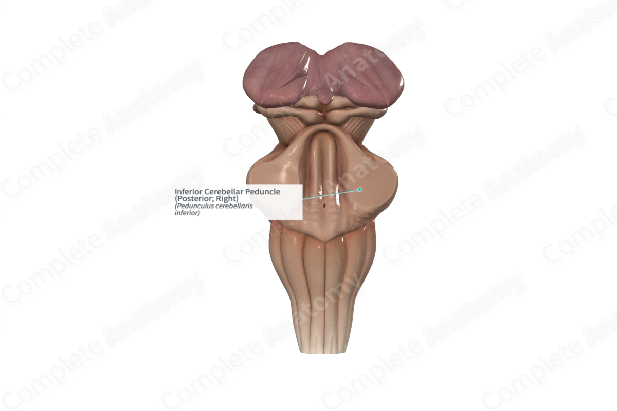 Inferior Cerebellar Peduncle (Posterior; Right)