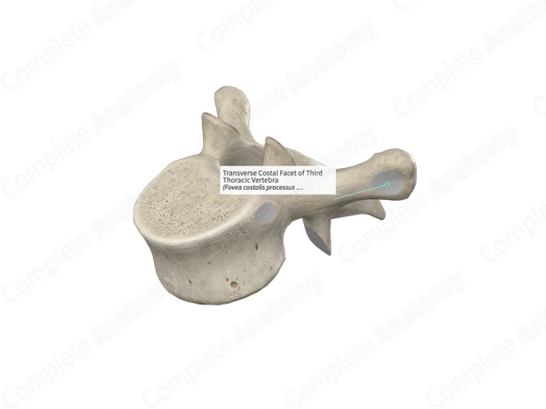 Transverse Costal Facet of Third Thoracic Vertebra