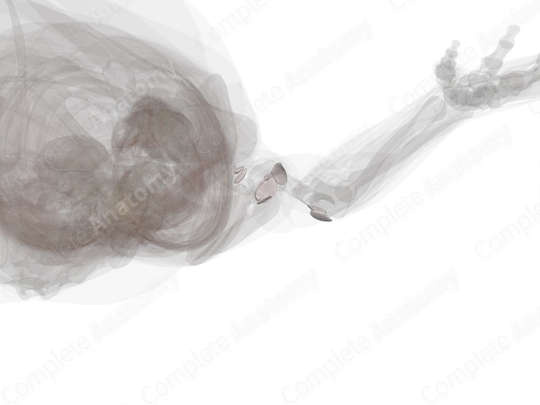 Bursae of Upper Limb (Left)