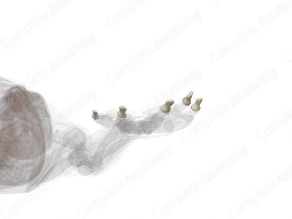 Distal Phalanges of Hand (Left)