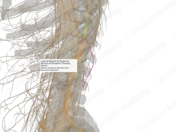 Lateral Branch of Posterior Ramus of Eleventh Thoracic Nerve (Left)