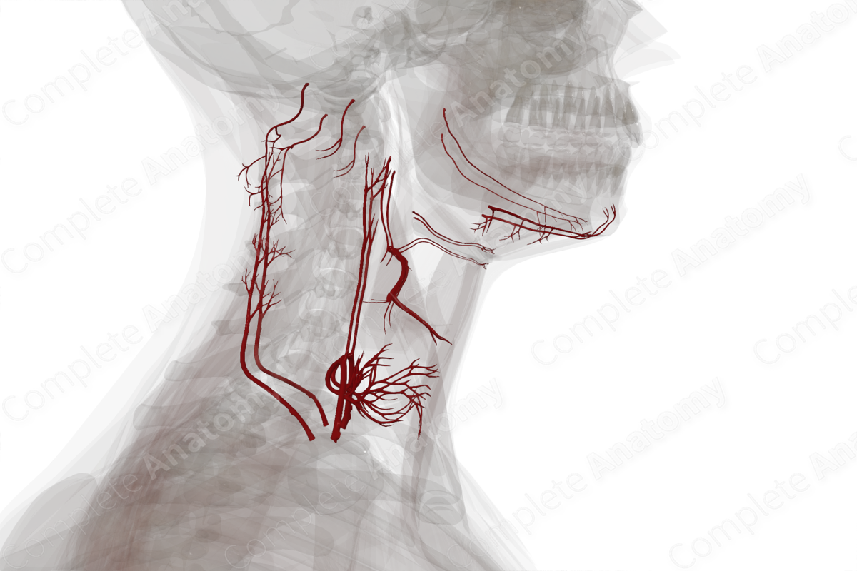 Arteries of Neck