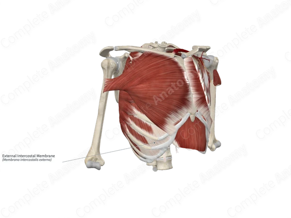 External Intercostal Membrane