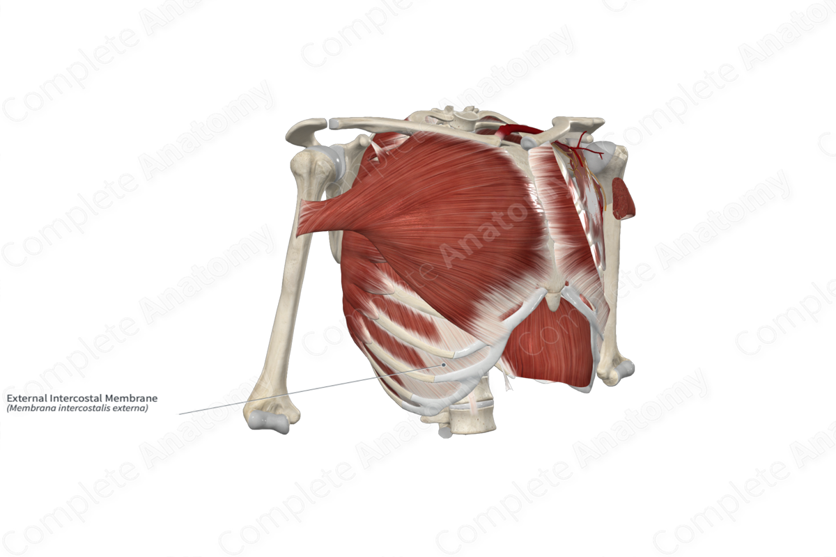 External Intercostal Membrane 