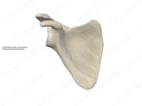 Clavicular Facet of Acromion