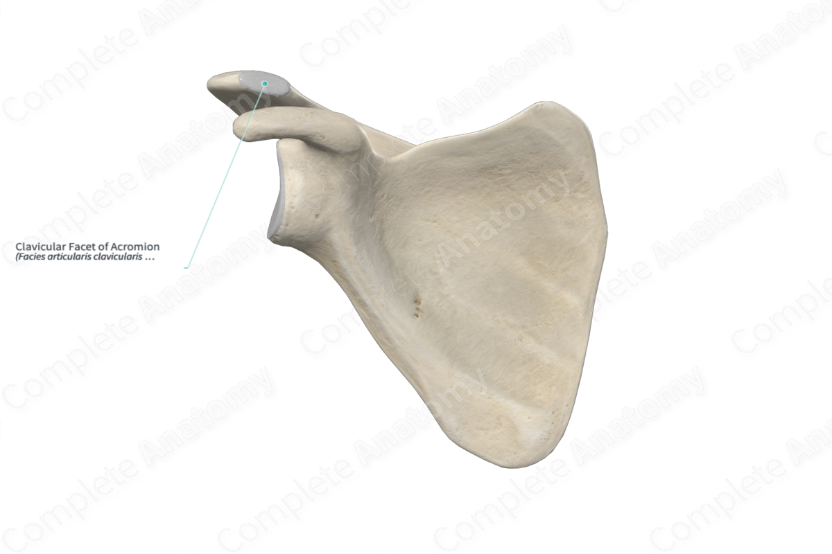 Clavicular Facet of Acromion 