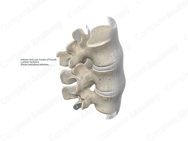 Inferior Articular Facets of Fourth Lumbar Vertebra