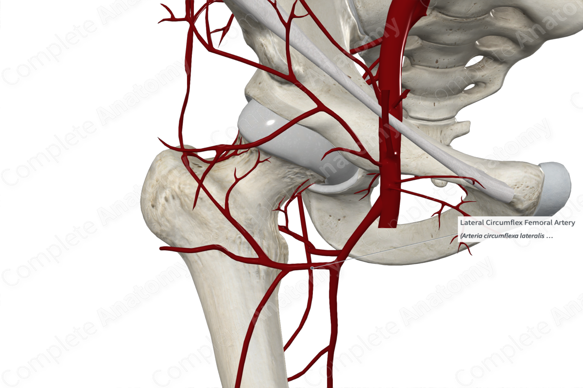 Lateral Circumflex Femoral Artery 