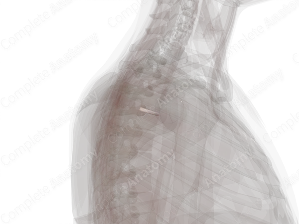 Intervertebral Symphysis (T3-T4)