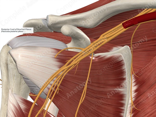 Posterior Cord of Brachial Plexus