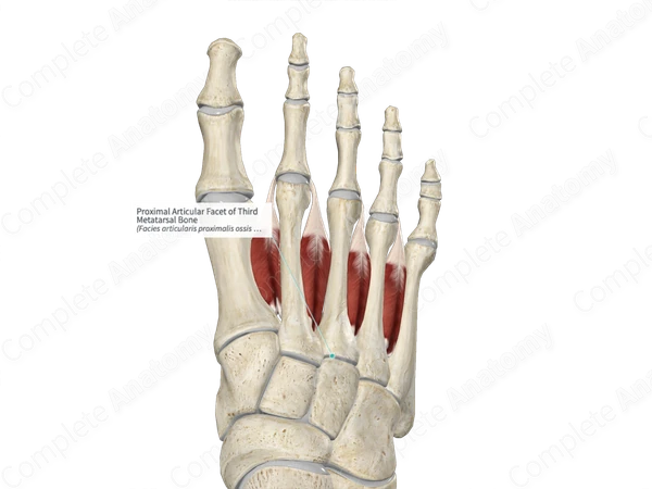Proximal Articular Facet of Third Metatarsal Bone