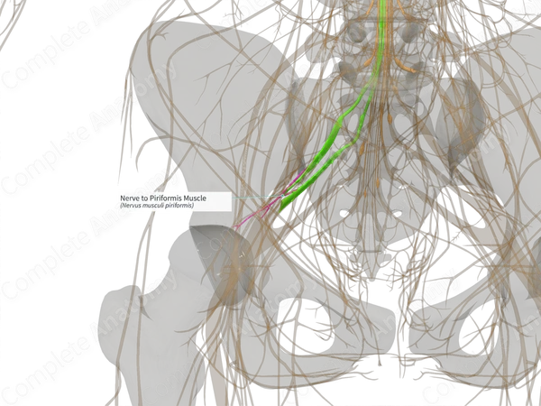 Nerve to Piriformis Muscle (Left)