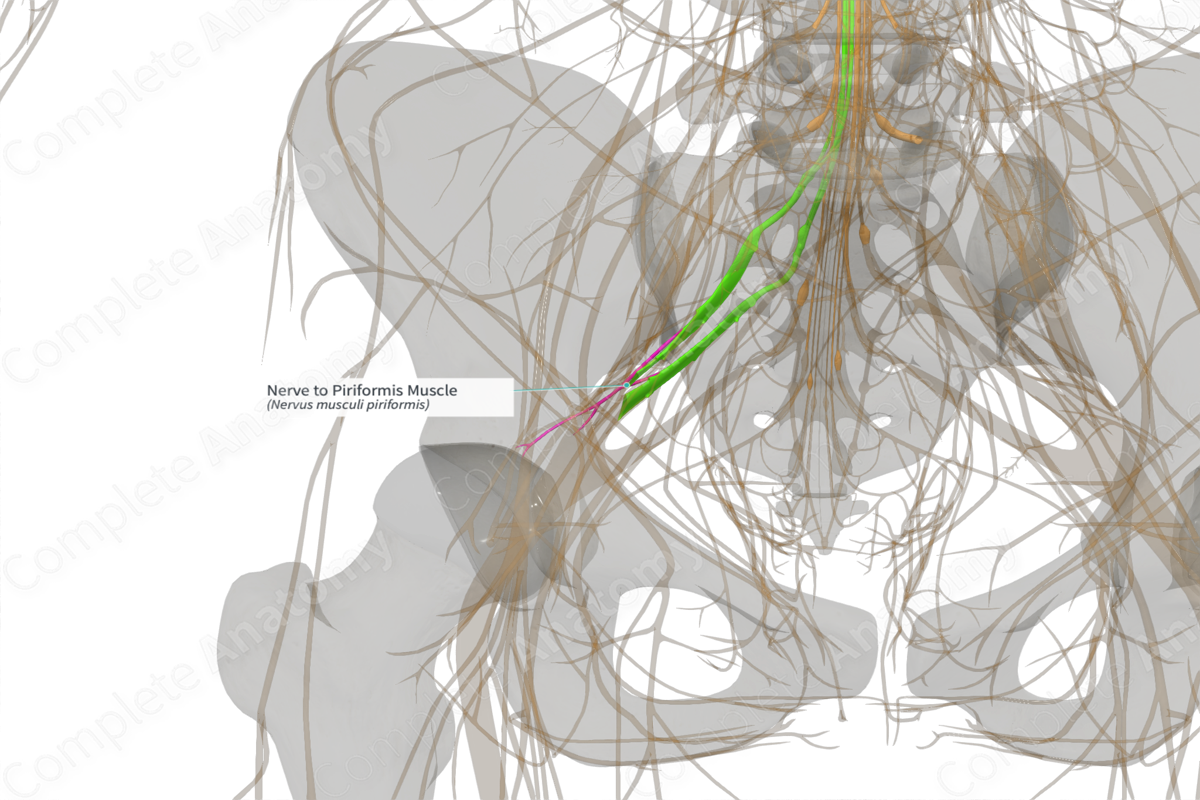 Nerve to Piriformis Muscle (Left)