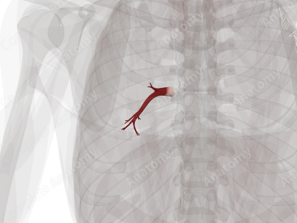 Pulmonary Veins of Inferior Lobe of Left Lung