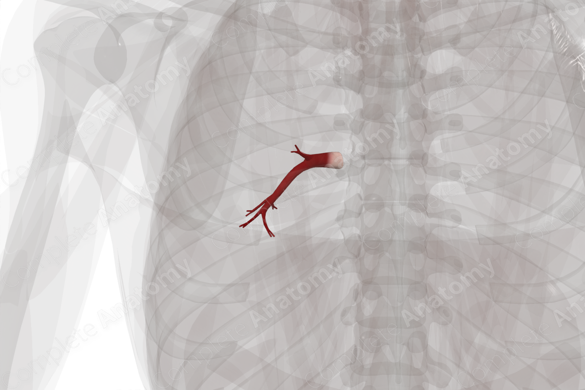 Pulmonary Veins of Inferior Lobe of Left Lung