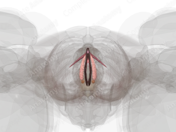 Female External Genitalia