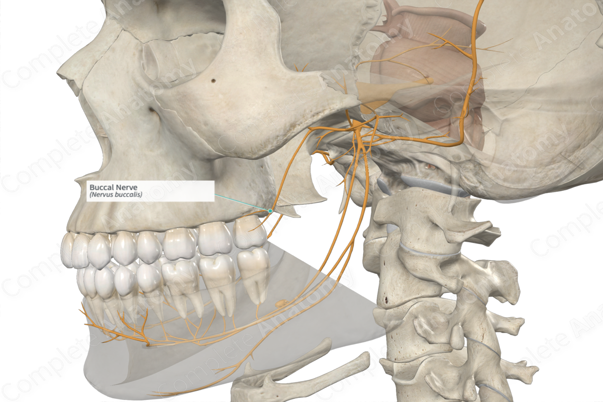 Buccal Nerve