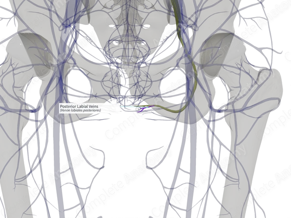 Posterior Labial Veins (Left)