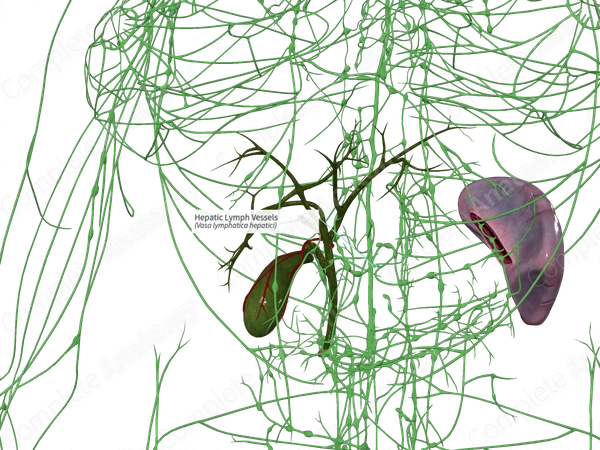 Hepatic Lymph Vessels