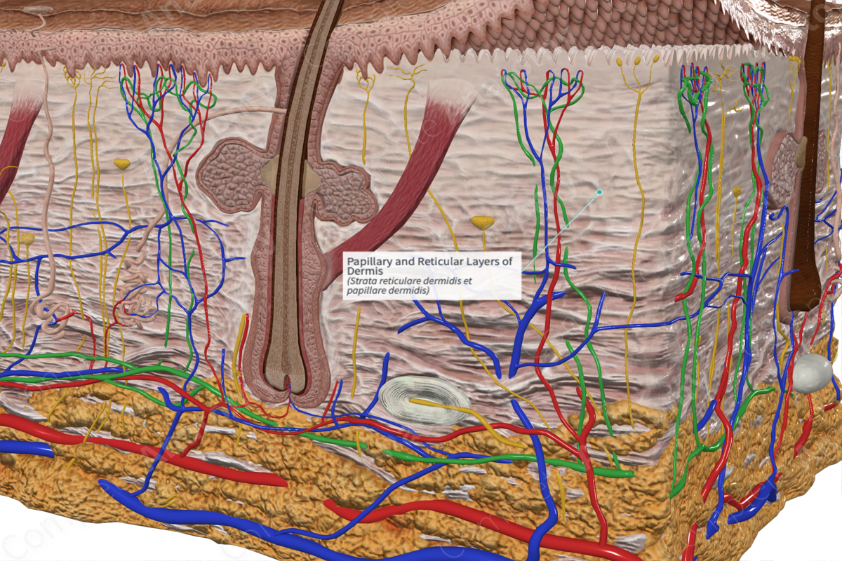 Papillary and Reticular Layers of Dermis