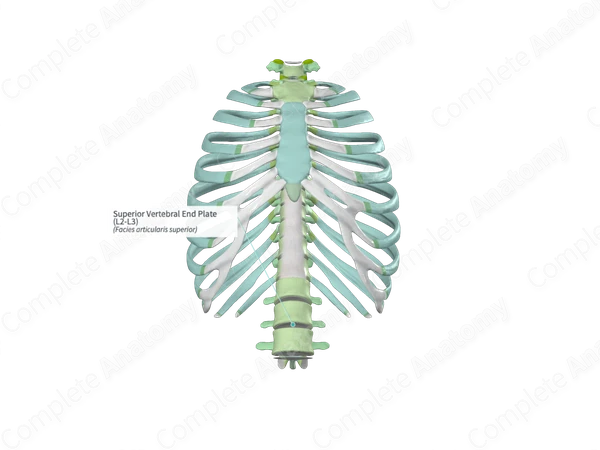 Superior Vertebral End Plate (L2-L3)
