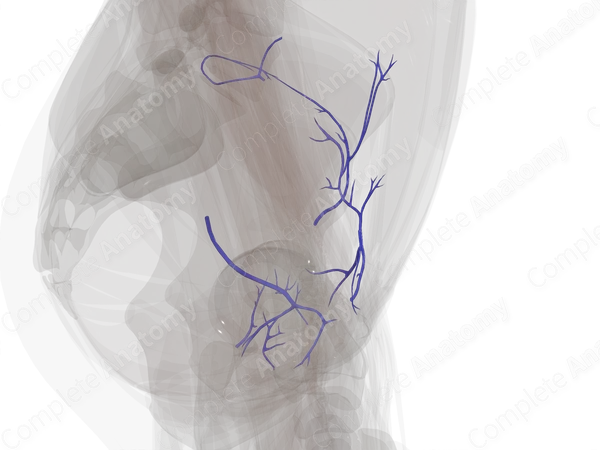 Veins of Pelvic Girdle (Left)