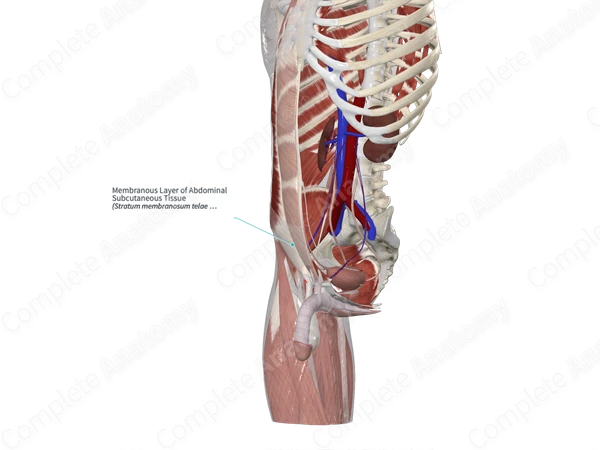 Membranous Layer of Abdominal Subcutaneous Tissue