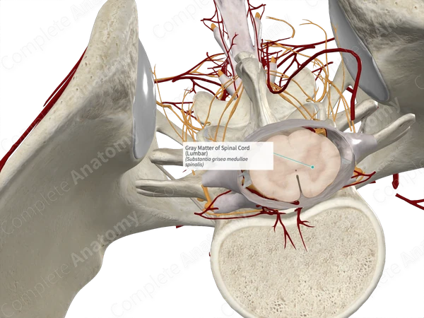 Gray Matter of Spinal Cord (Lumbar)