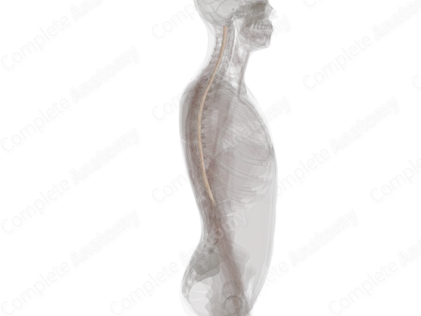 Spinal Pia