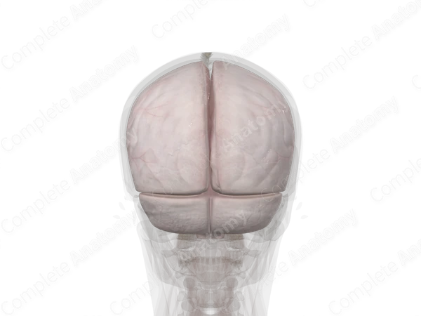 Meningeal Cranial Dura