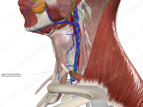 Juguloomohyoid Node 
