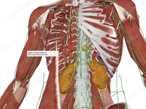 Cystic Lymph Vessels