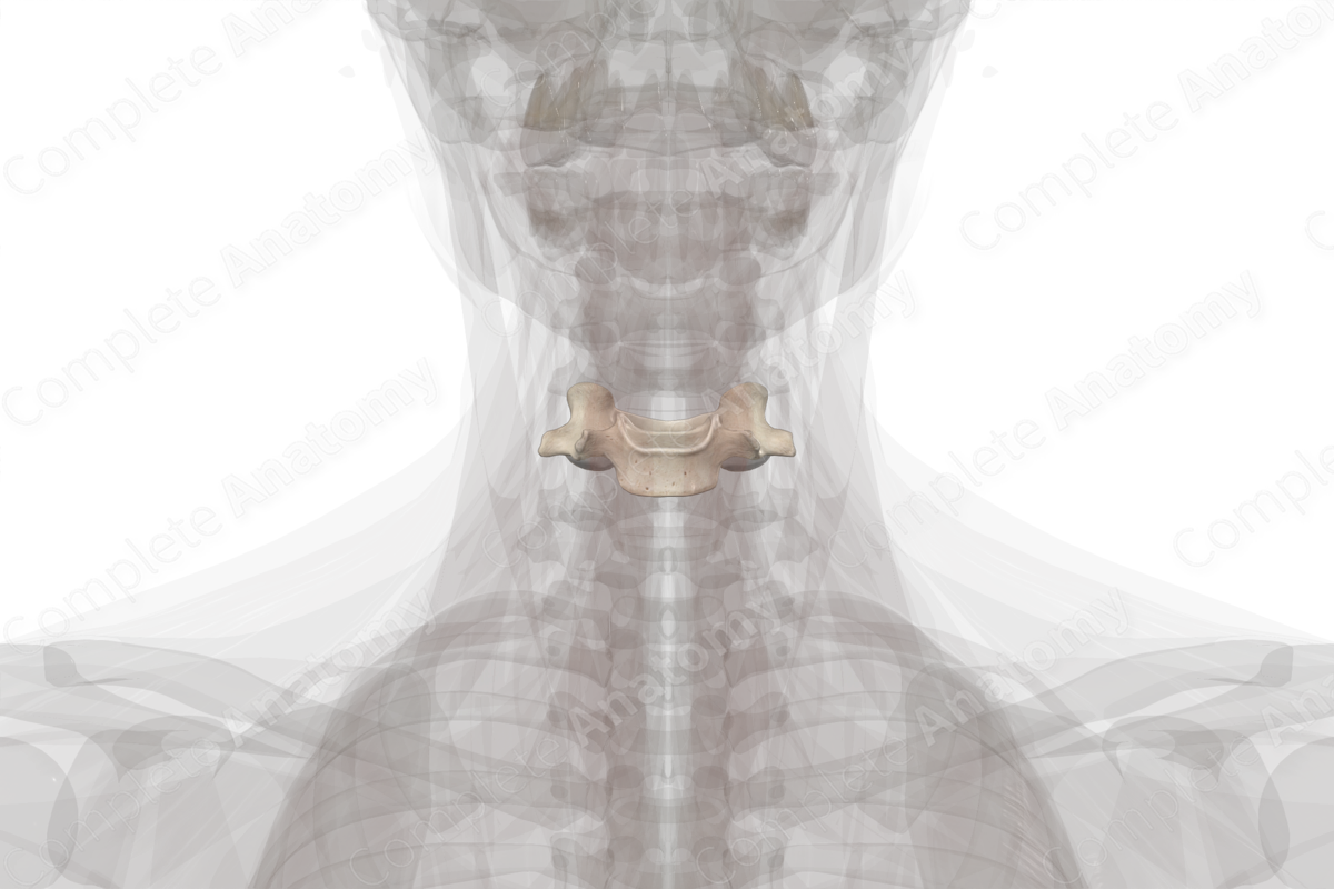 Fifth Cervical Vertebra