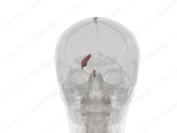 Basal Ganglia (Left)